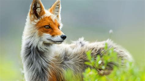 beautiful fox pictures